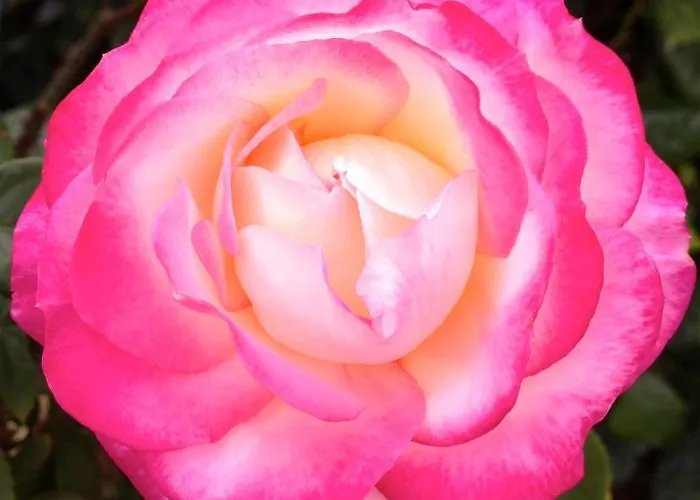 培福克斯蓝色公寓式酒店 4*